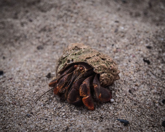 crab in a shell beach