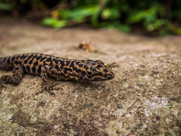 rainforest lizard tripod photograph